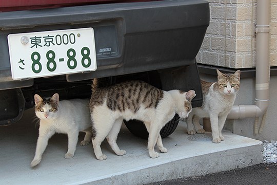 街のねこたち