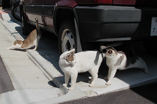 街のねこたち