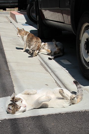 街のねこたち