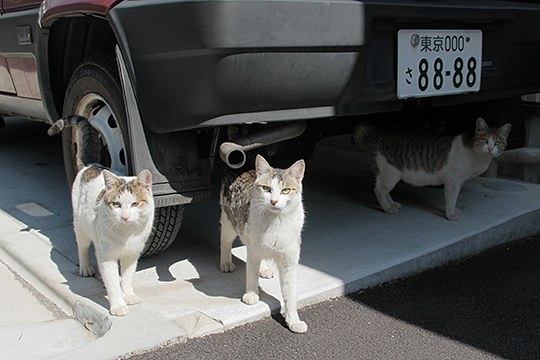 街のねこたち