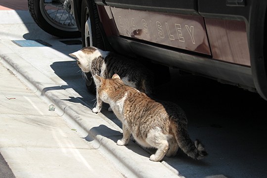 街のねこたち