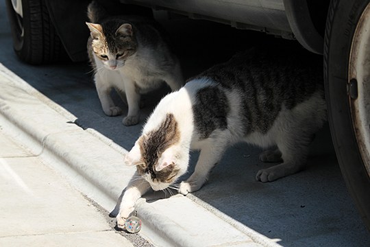 街のねこたち