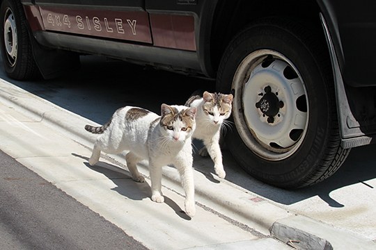街のねこたち