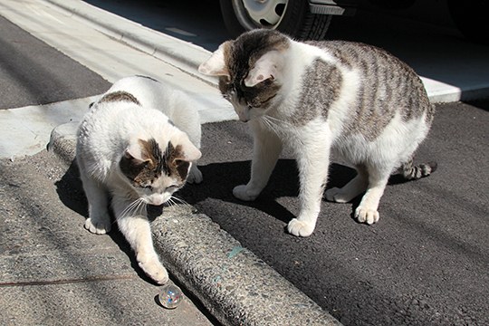 街のねこたち