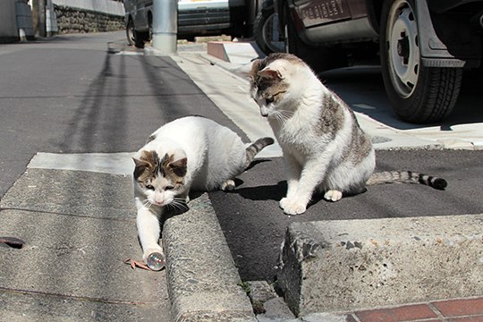 街のねこたち