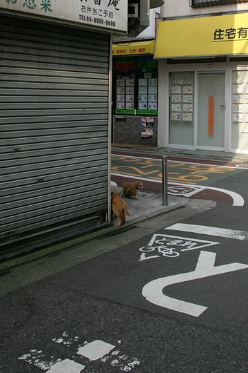 街のねこたち