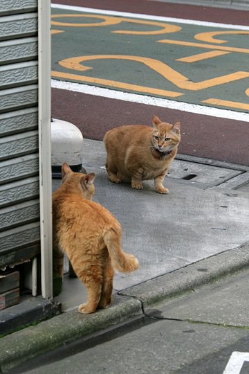 街のねこたち