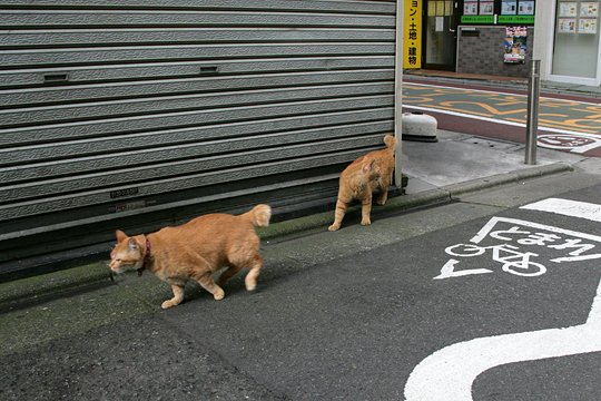 街のねこたち