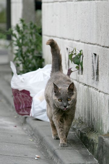 街のねこたち