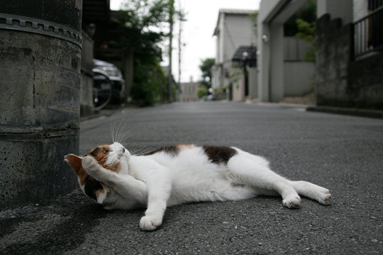 街のねこたち