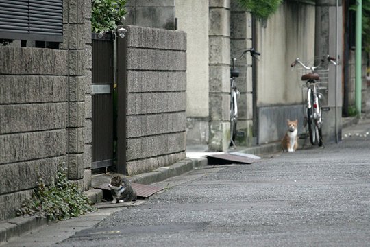 街のねこたち
