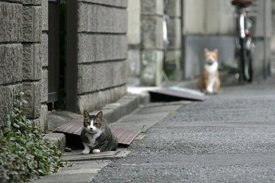 街のねこたち