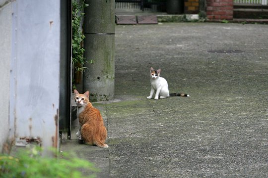 街のねこたち