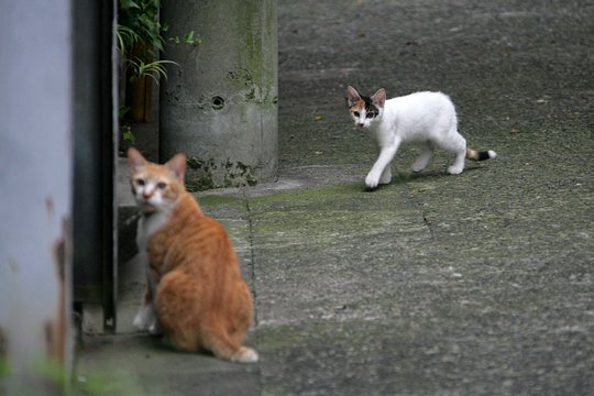 街のねこたち