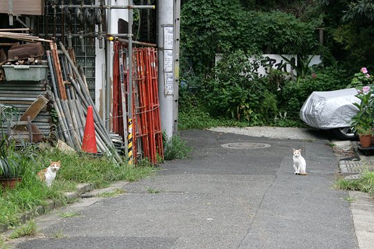 街のねこたち