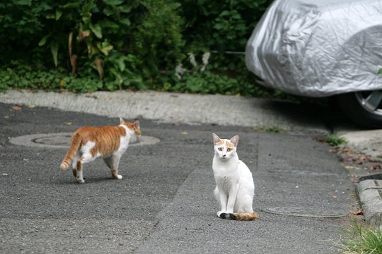 街のねこたち