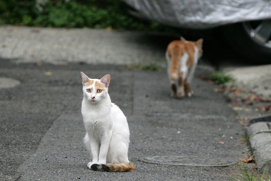 街のねこたち