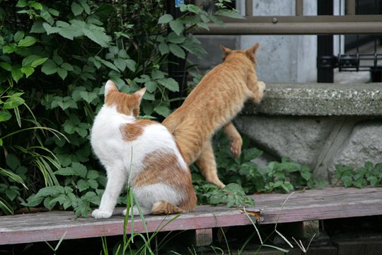 街のねこたち