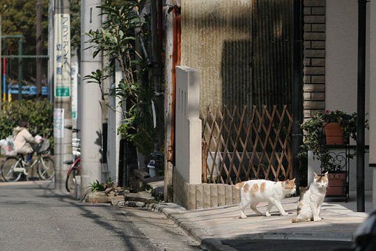 街のねこたち