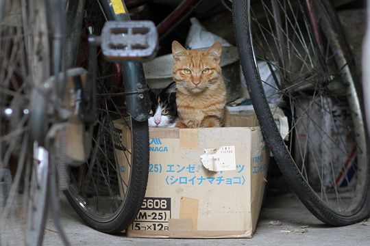 街のねこたち