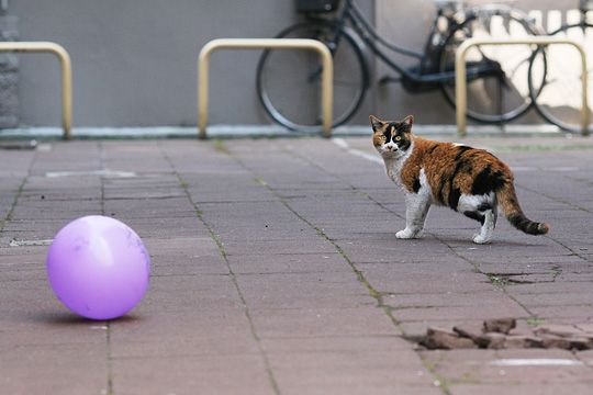 街のねこたち