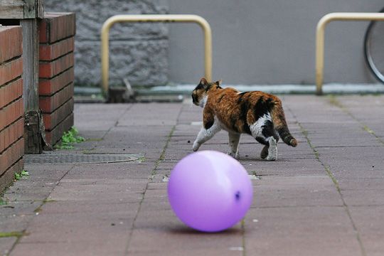 街のねこたち