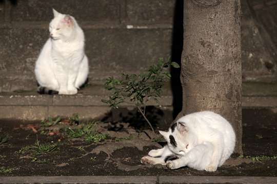 街のねこたち