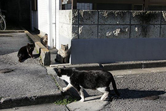 街のねこたち