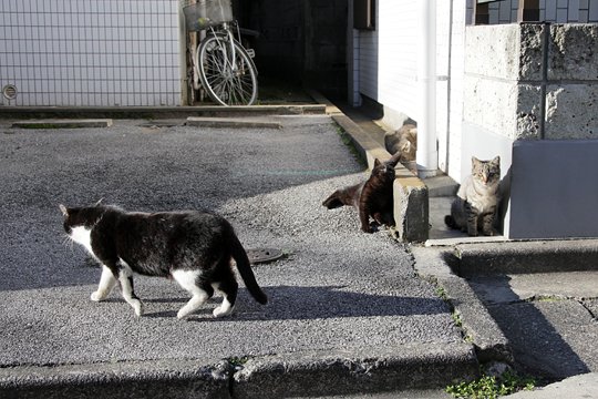 街のねこたち