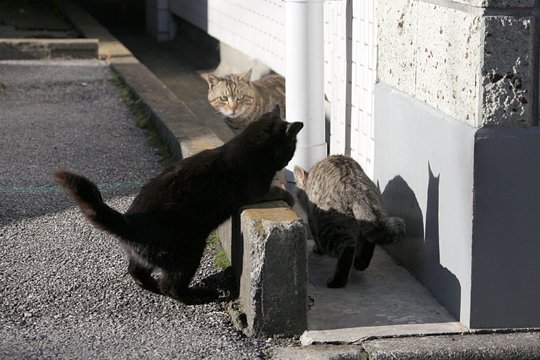 街のねこたち
