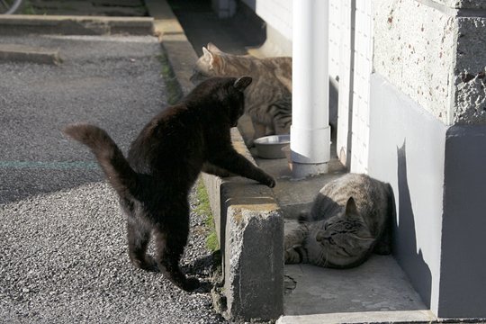 街のねこたち