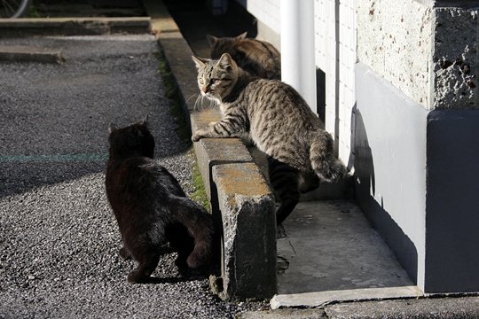 街のねこたち