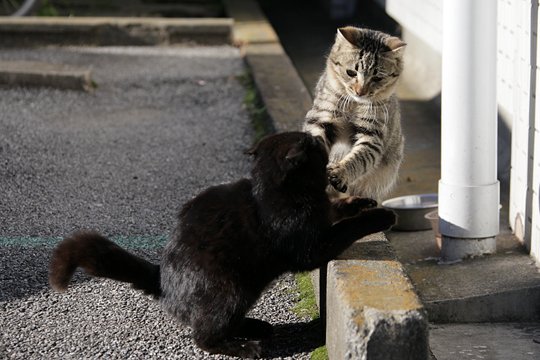 街のねこたち