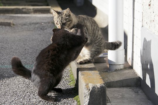 街のねこたち