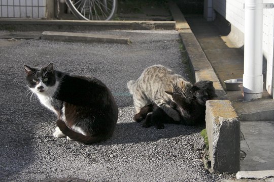 街のねこたち