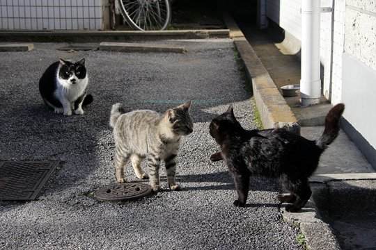 街のねこたち