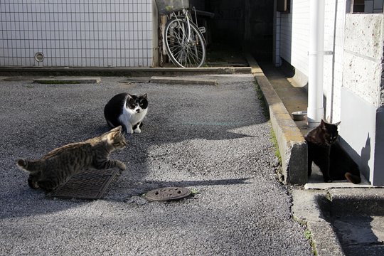 街のねこたち