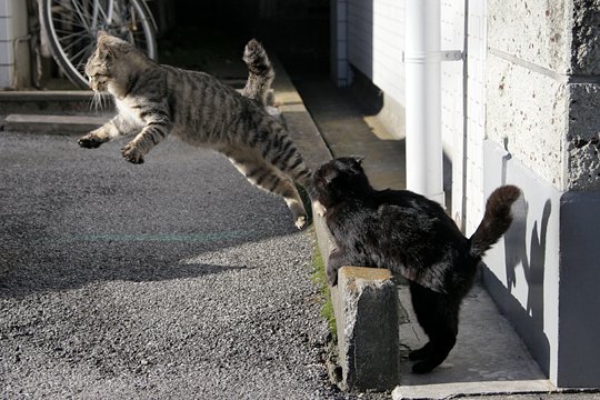 街のねこたち