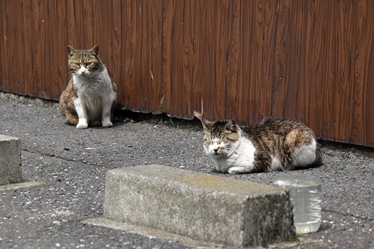 街のねこたち