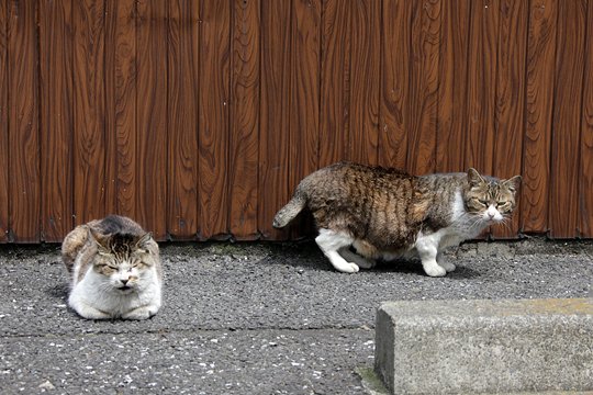 街のねこたち