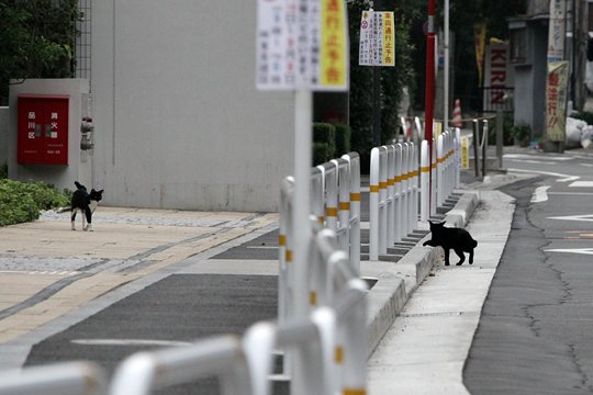 街のねこたち