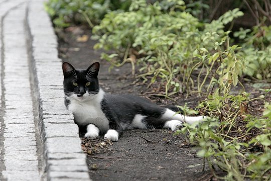 街のねこたち