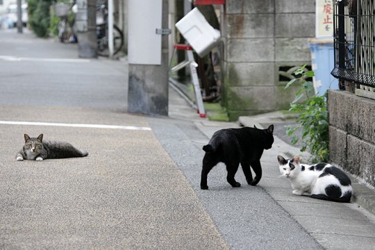 街のねこたち