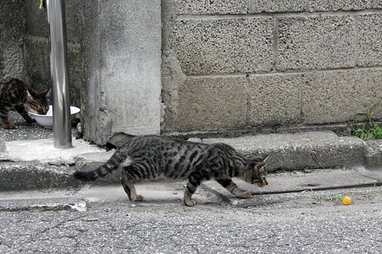 街のねこたち
