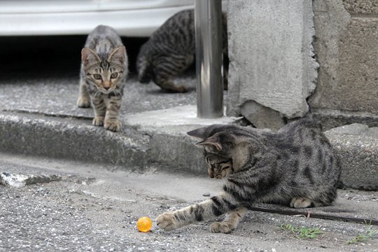 街のねこたち