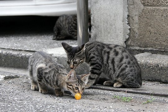 街のねこたち