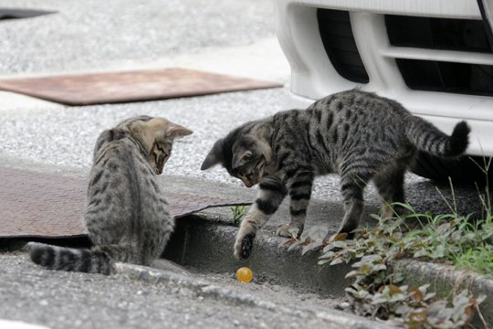 街のねこたち