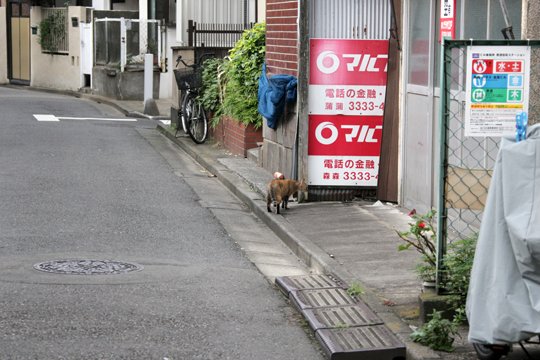 街のねこたち