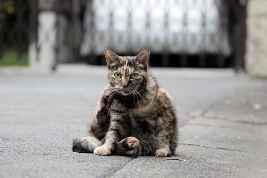 街のねこたち
