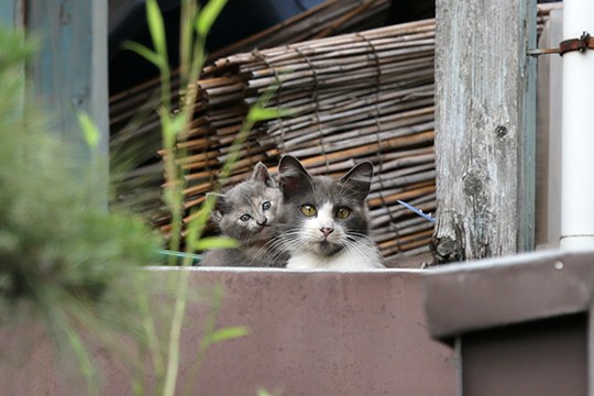 街のねこたち